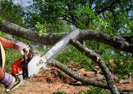 Best Root Management and Removal  in Sa Conejo, CA